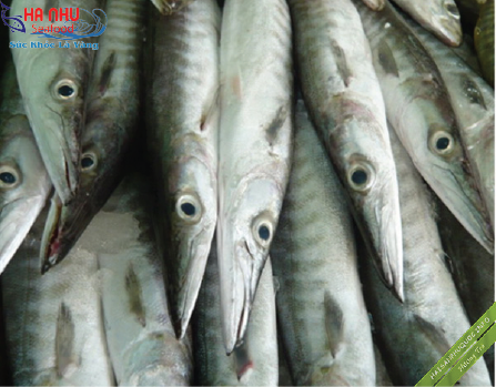 Cá Nhồng Tươi có giá trị cao cả về lĩnh vực xuất khẩu lẫn thực phẩm sạch