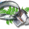 Cá Hố Làm Sạch là thực phẩm sạch, tươi ngon đến từ biển cả